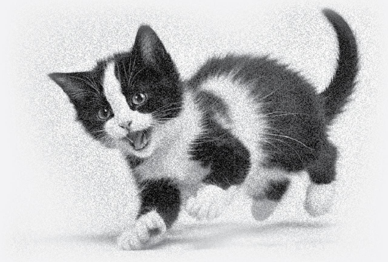 ഇയ്യാം പൂച്ച